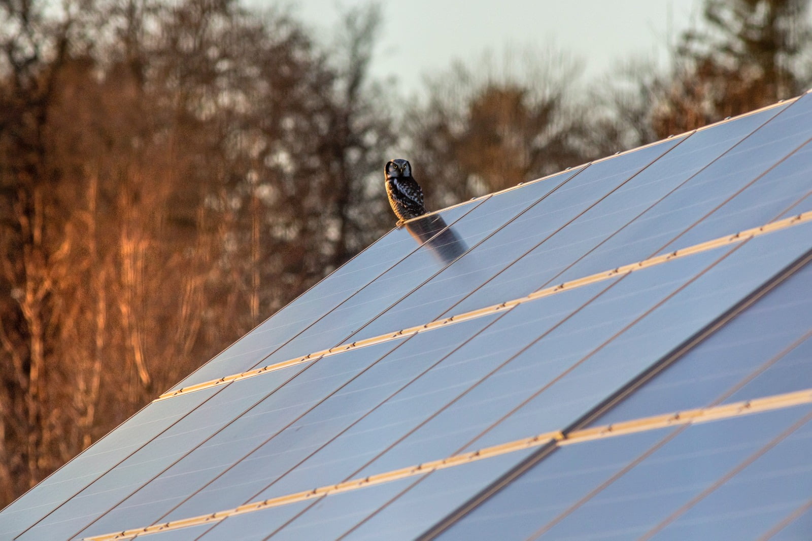 Photovoltaikanlage mit einer Eule darauf 